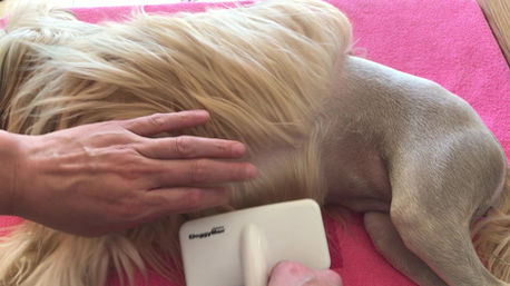 Coat change brushing